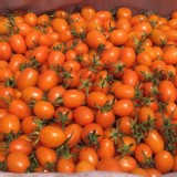 美濃橙蜜特甜橙蜜5斤