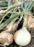 台灣新鮮洋蔥3斤
