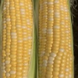 北海道雙色水果玉米3斤