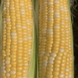 北海道雙色水果玉米3斤