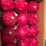 紅肉火龍果一箱
