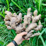 新鮮現挖高山薑2斤