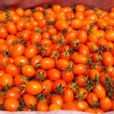 美濃橙蜜特甜橙蜜5斤