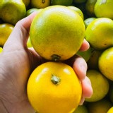 老欉雞蛋柳丁3.5斤