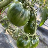 綠鑽石黑柿蕃茄(含運)