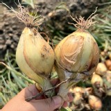 2022年新鮮洋蔥3斤