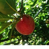 牛奶櫻桃李3斤含運