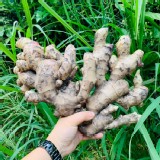 新鮮現挖高山薑2斤