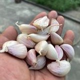 中大蒜米5斤含運