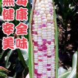 無毒彩鑽糯米玉米(8支)