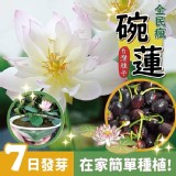 台灣四季荷花碗蓮種子50顆