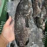 龍虎斑500-600公克 特價：$250