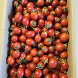 聖岱小番茄10斤(缺貨隨機)