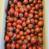 聖岱/聖女小番茄10斤(隨機)