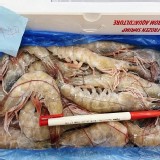 紅太陽活凍極品白蝦850G