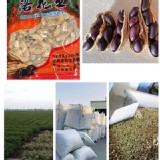 高品質黑金剛花生600g