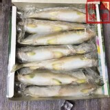 宜蘭黃金爆卵母香魚