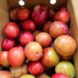 蜜李小資團(一斤裝)