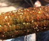 烤玉米 特價：$65