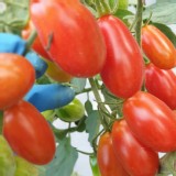 玉女小蕃茄一盒600g