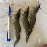 冷凍白蝦（大）一斤