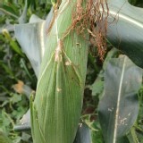 水果糯米玉米6隻