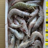 《台灣白蝦》 重量：800g 約35-42隻