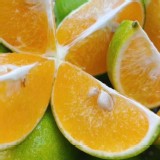 紅香橙1200克 特價：$105