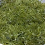 宜蘭野生海菜「鹿角海菜」 ：300克/盒