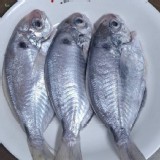 🐟台灣野生 肉鯽仔（肉魚）