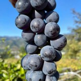 【卓蘭巨峰葡萄】（3包一組）