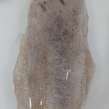 菲律賓軟絲：200/300克