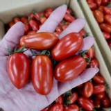 小女小番茄每盒600g