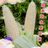🌽超激甜白龍王水果玉米每袋1.4～1.5kg(+-10%) （約3～5穗／以重