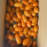 美濃金瑩小番茄600克