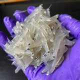 鮮凍吻仔魚150克