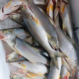 現殺三去午仔魚200-250g (三去後重量)