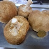 埔里生鮮厚肉大香菇