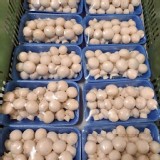 鮮採天然·洋菇約200g