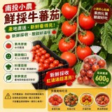 南投小農鮮採牛蕃茄 特價：$69