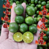 🫒九如新鮮金桔