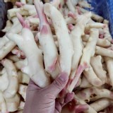 鮮採嫩薑