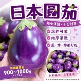日本圓茄來啦！