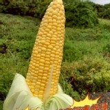 超甜9號金黃甜玉米