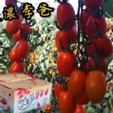 美濃李爸特甜橙蜜番茄💰商品售價:$499/5斤 年後優惠