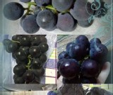 吳老爹-嚴選大村巨峰葡萄🍇規格:4斤含箱足重 💰商品售價:450 活動價