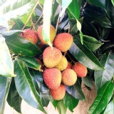 💗【大樹統嶺-外銷日本規格特級玉荷包(5斤裝禮盒)】💗 團購優惠