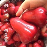 蓮霧界中的極品-LV級紫鑽蓮霧3.5斤/盒 (約18-24顆) 市售500/盒