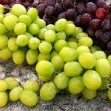 糖心綠無籽葡萄-一包600公克+-10%,