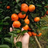 🍊【南投正宗砂糖橘】🍊 商品規格:3.5斤+-5% .優惠價